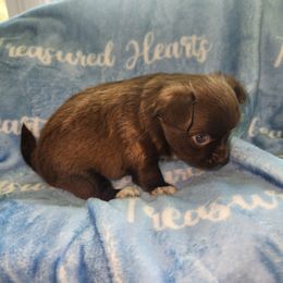 Teddy - Chocolate and white male Chihuahua puppy in Attleboro, Massachusetts from Treasured Hearts Chihuahuas
