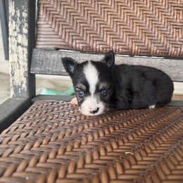 Cheyenne - Black tri female Toy Australian Shepherd puppy in Troy, South Carolina from Stockman Farms