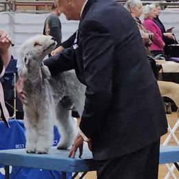 Aspen - Blue Bedlington Terrier puppy in Gun Barrel City, Texas from Dreamy Bedlingtons