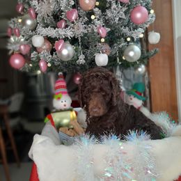 Aussiedoodle puppies from Windbush