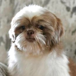 Shih Tzus and Yorkshire Terriers from The Cove Kennel