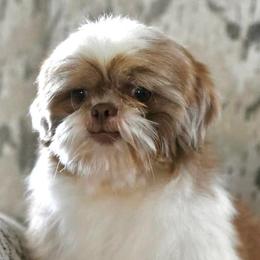 Shih Tzus and Yorkshire Terriers from The Cove Kennel