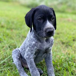 Bo Diddley - Black roan male German Shorthaired Pointer puppy in Hot Springs, Virginia from Thunder Mountain Gun Dogs