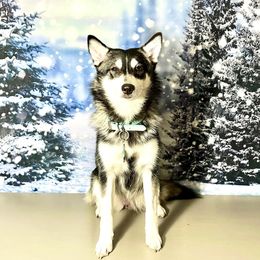 Breigh - Pomsky