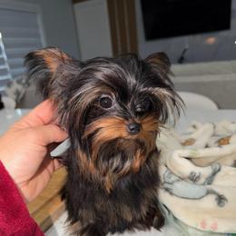 Penny Queens - Black and gold female Yorkshire Terrier puppy in Cape Coral, Florida from Katherine’s Yorkies and Poodles