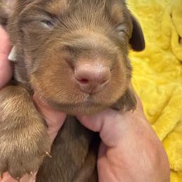 Lily- grey collar - Chocolate and tan female Dachshund puppy in Delta, Utah from Dix n’ Dot Dachshunds