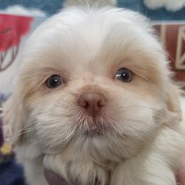 CJ junior - Cream and white male Shih Tzu puppy in Candler, North Carolina from Pup-Tzu WNC