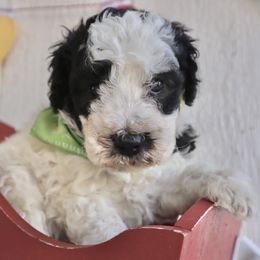 Prancer - Cream male Whoodle puppy in Smallett, Missouri from Leshas Whoodles