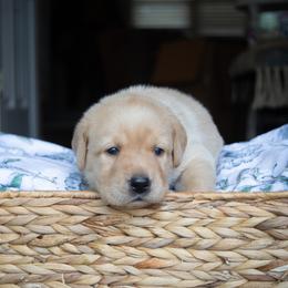 Doberman Pinscher and Labrador Retriever Puppies from Elevage Labrador Retrievers & Dalla Grazia Doberman
