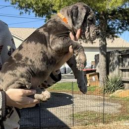 Orange - Merle male Great Dane puppy in Doylestown, Ohio from Dana's Danes
