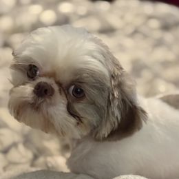 Cookie - Shih Tzu