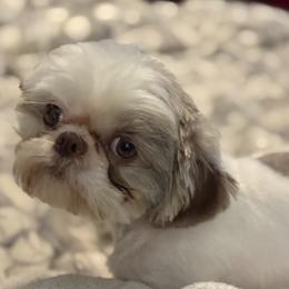 Cookie - Shih Tzu