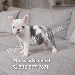 Pie - Liver male French Bulldog puppy in Alexandria, Virginia from Boss Lady Kennel
