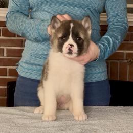 Aspen- Girl 5 - Red female Akita puppy in Coopersburg, Pennsylvania from Main Street Akitas