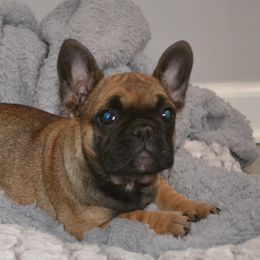 French Bulldog Puppies from House of Wrinkles