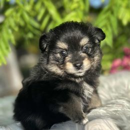 Esther - Black and tan female Pomeranian puppy in Sandia, Texas from Broken Arrow Poms