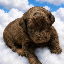 Woody - Brown male Bernedoodle puppy in Williston, Florida from Tera Caldwell