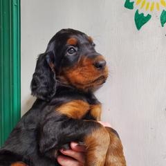 Girl 1 - Black and tan female Gordon Setter puppy in Milton, Florida from Katherine's Golden Retrievers, Gordon Setters, and English Setters