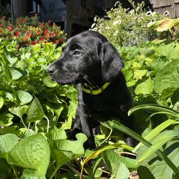 Bernardo - Black male Labrador Retriever puppy in Alger, Ohio from Osborne Family Retrievers