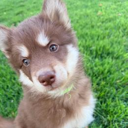 Jeremiah (Green Collar) - Red and white male Siberian Husky puppy in Warwick, Rhode Island from Young Orchard Siberians