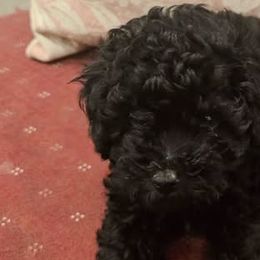 Poodles from Ms. Julia's Poodle Manor