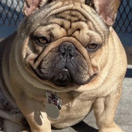 French Bulldogs from BellaBullyz_ie