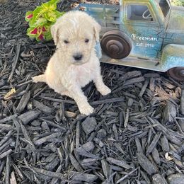 Boy 2 Astro - Apricot Poodle puppy in Flora, Illinois from Hanging Rock Poodles