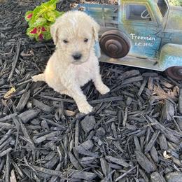 Boy 2 Astro - Apricot Poodle puppy in Flora, Illinois from Hanging Rock Poodles