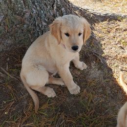 Golden Retriever Puppies from KM Golden Retrievers
