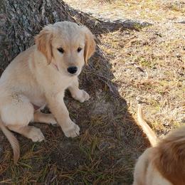 Golden Retriever Puppies from KM Golden Retrievers