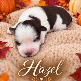 Hazel - Liver female Miniature Schnauzer puppy in Sylvania, Georgia from Southern Sky Miniature Schnauzers