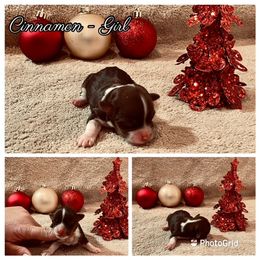 Havanese Puppies from Havareese Havanese