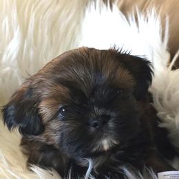 Rex - Black and tan male Shih Tzu puppy in Peoria, Arizona from Shihtzucircusaz