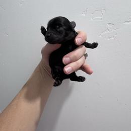 Velma - Black and tan female Yorkshire Terrier puppy in Elk Ridge, Utah from Janita's Yorkshire Terriers