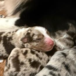 Margherita - Red merle female Australian Shepherd puppy in Fredericksburg, Virginia from Cooper Ridge Aussies