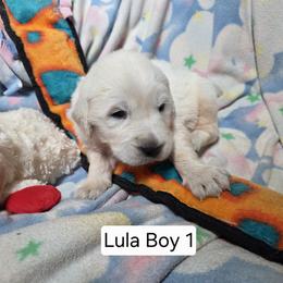 Luna Boy 1 - Light golden male Golden Retriever puppy in Niles, Michigan from Composer Goldens