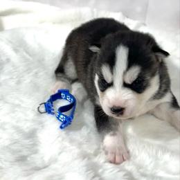 Edward - Black and white male Siberian Husky puppy in Vail, Iowa from Homegrown Huskies