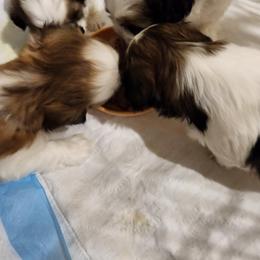 Shih Tzu Puppies from Shih Tzu Kennels