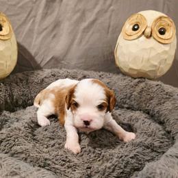 Chip - Blenheim male Cavalier King Charles Spaniel puppy in Pennsylvania from Julie's Cavalier King Charles Spaniels