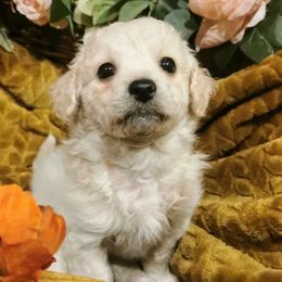 Maltipoo Puppies from Cupcake Cuties