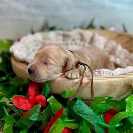Urchin (brown) - Red  male Goldendoodle puppy in Haltom City, Texas from Ohana Doodles