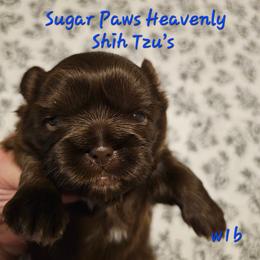 W1B - Chocolate male Shih Tzu puppy in Havelock, North Carolina from Sugar Paws Heavenly Shih Tzu’s
