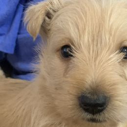 Scottish Terriers from Piper’s Scotties