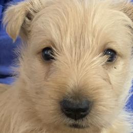 Scottish Terriers from Piper’s Scotties
