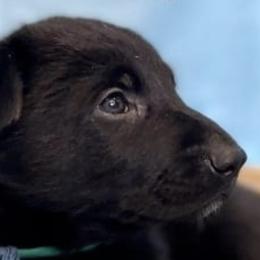 German Shepherds from Mcintire German Shepherds