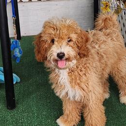 Micro-mini Leaf - Apricot male Labradoodle puppy in Los Molinos Ca, California from Sunshine Sanctuary Doodles