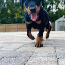 Doberman Pinscher Puppies from TeatreeDoberman