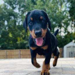 Doberman Pinscher Puppies from TeatreeDoberman
