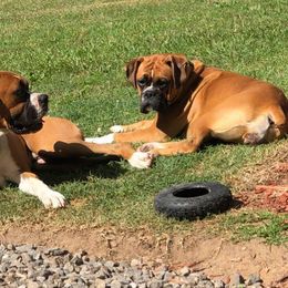 Boxers from Angels Boxer Babies