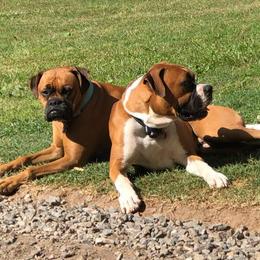 Boxers from Angels Boxer Babies